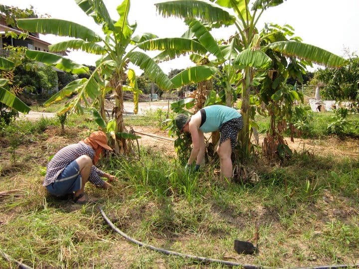 Two volunteers in sun hats and gloves weeding a banana bed, farm buildings behind them