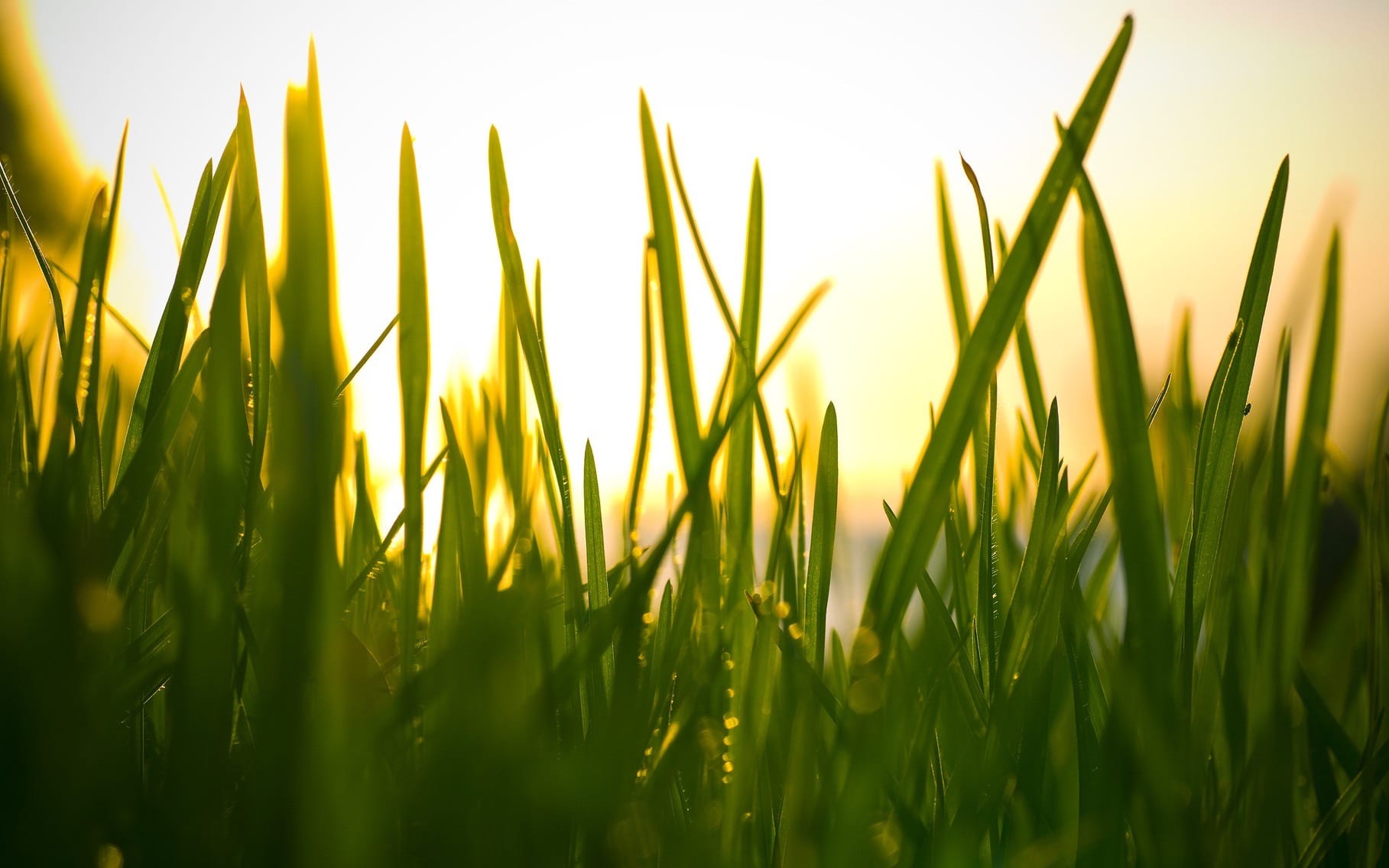 Backlit blades of grass glowing gold at sunset