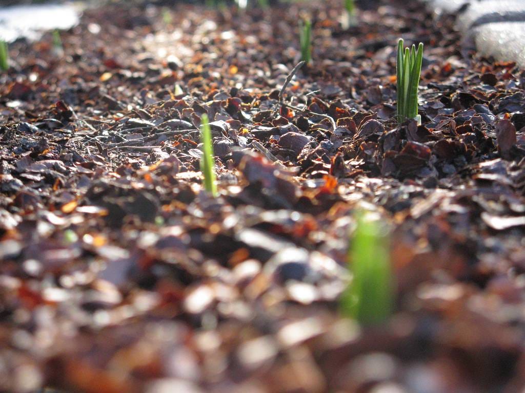 Close up of a wood chip mulched garden bed with small green seedling sprouts emerging