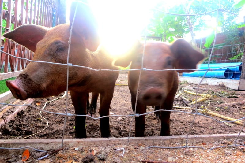 Two young pigs stand close to a wire fence in their pen, backlit by bright morning sun flare