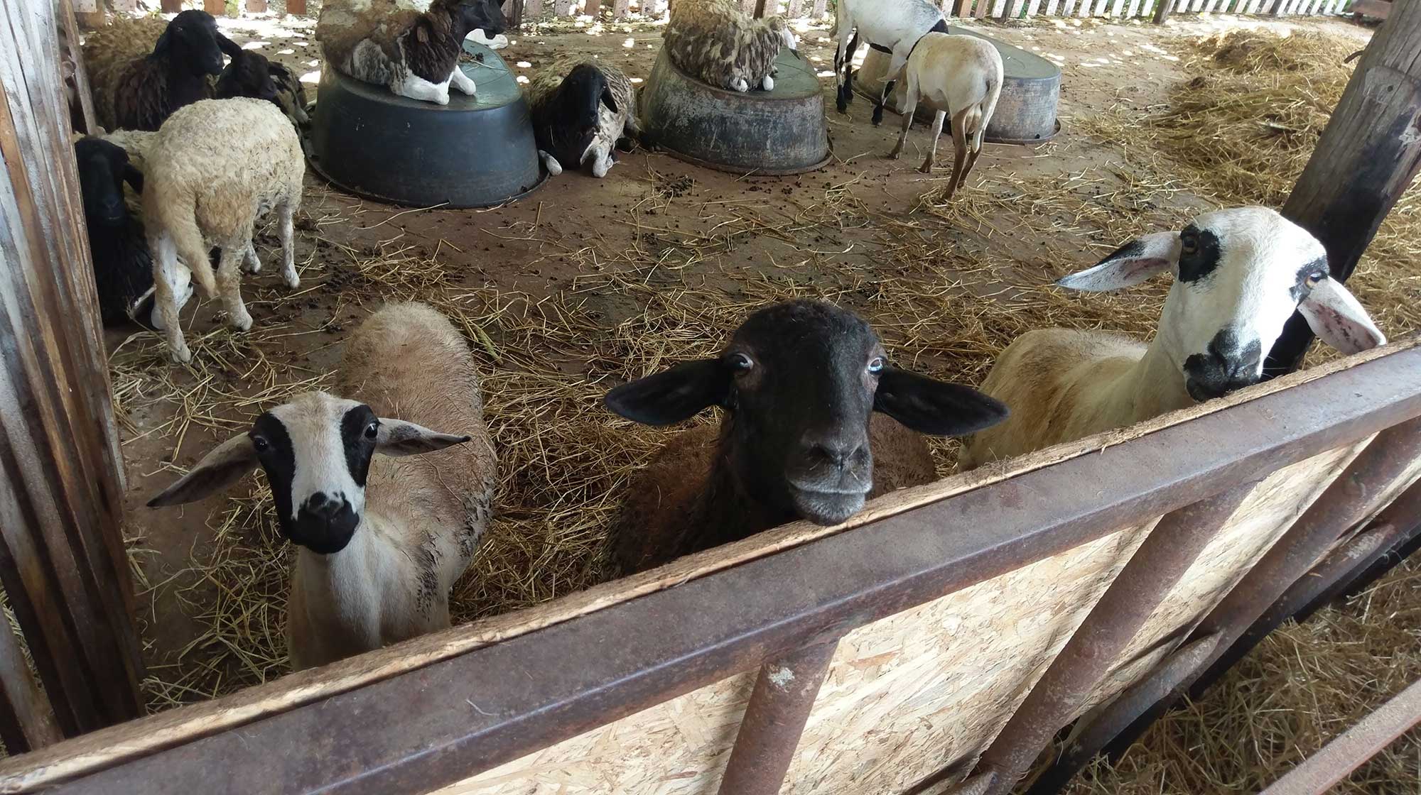 Sheep looking through the fence rail of their pen