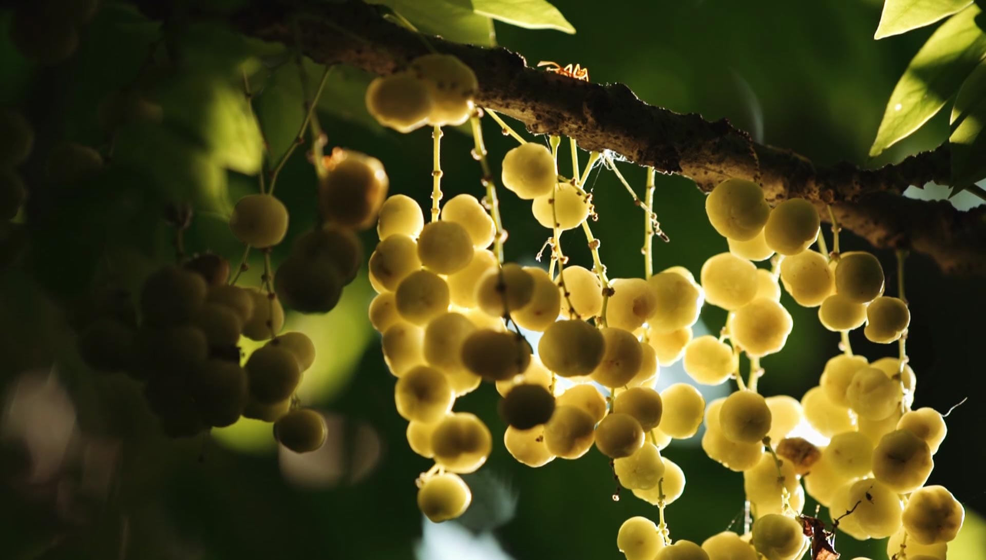 Clusters of backlit longan fruit hanging from a tree branch