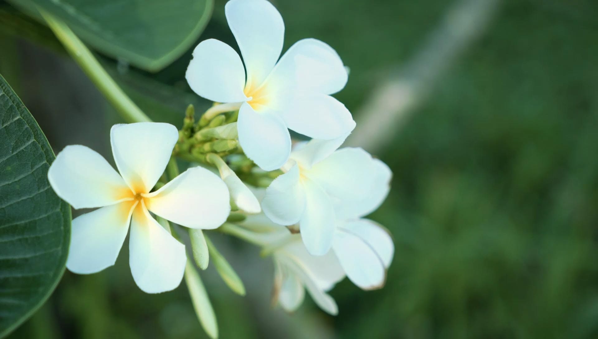 White plumeria flowers in bloom against the garden's green leaves