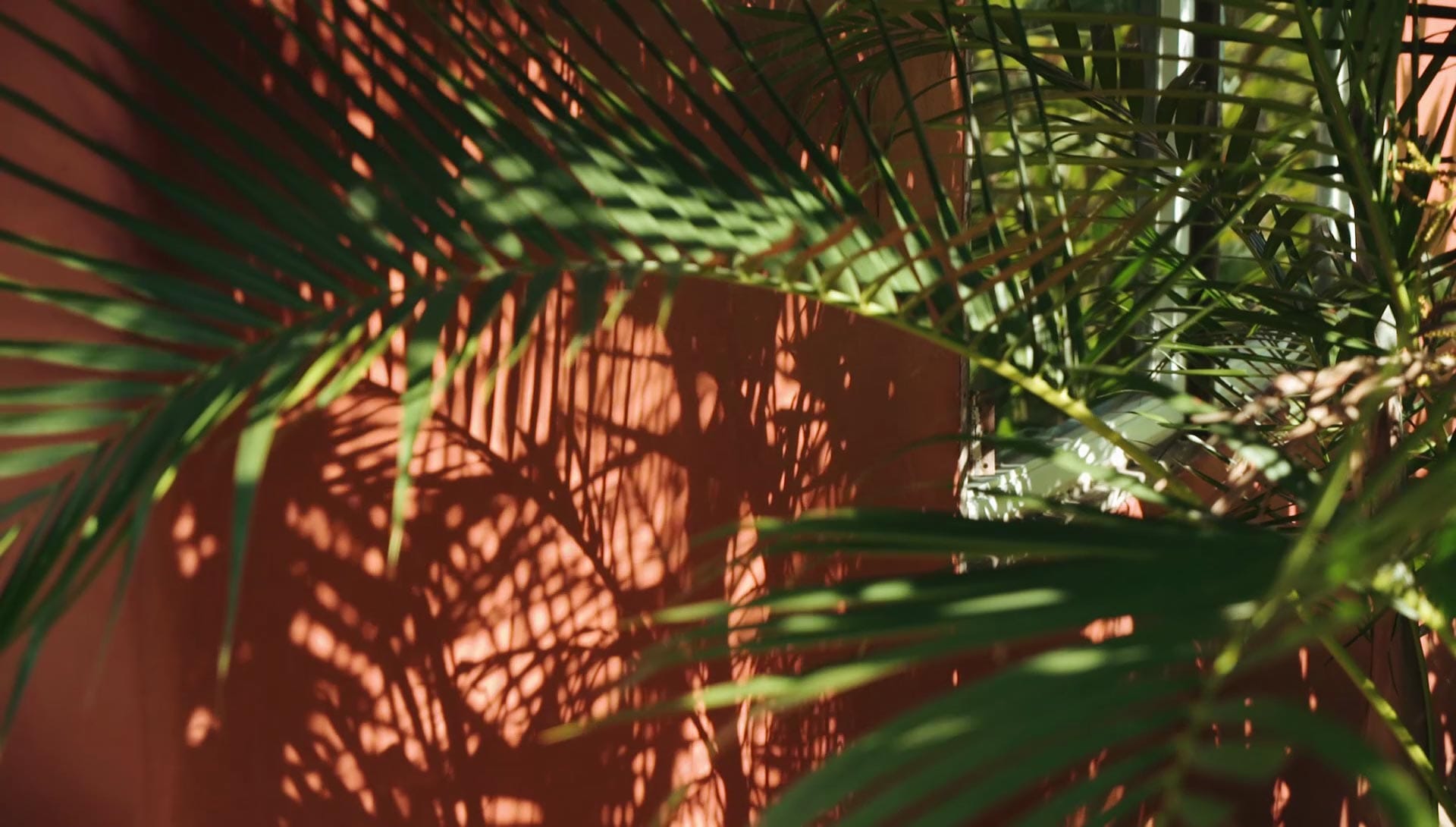 Palm shadows cast across a red-oxide earthen wall in the afternoon light