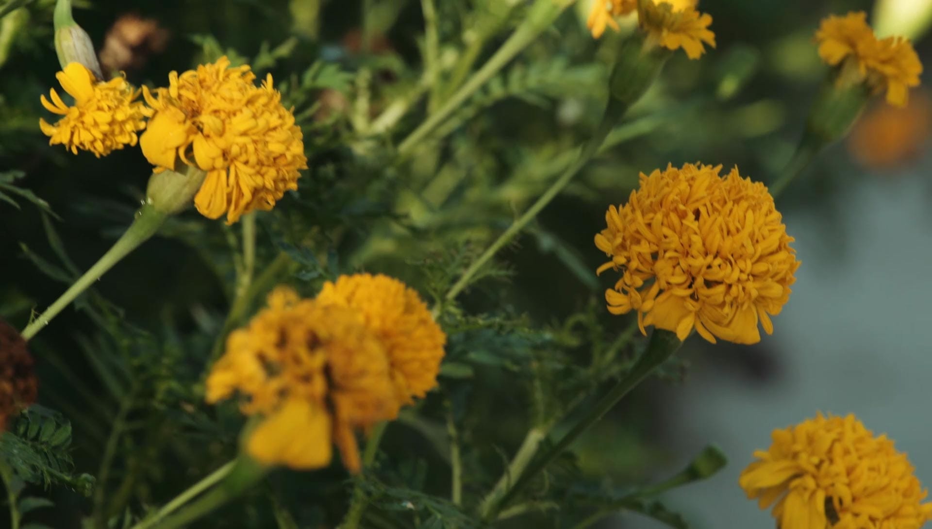 Orange marigold flowers blooming along a garden bed