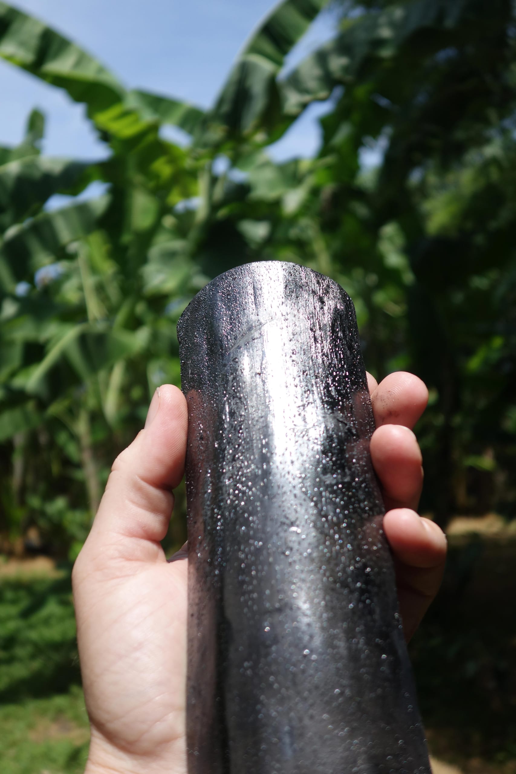 A hand holding up a stick of bamboo charcoal against banana leaves and blue sky