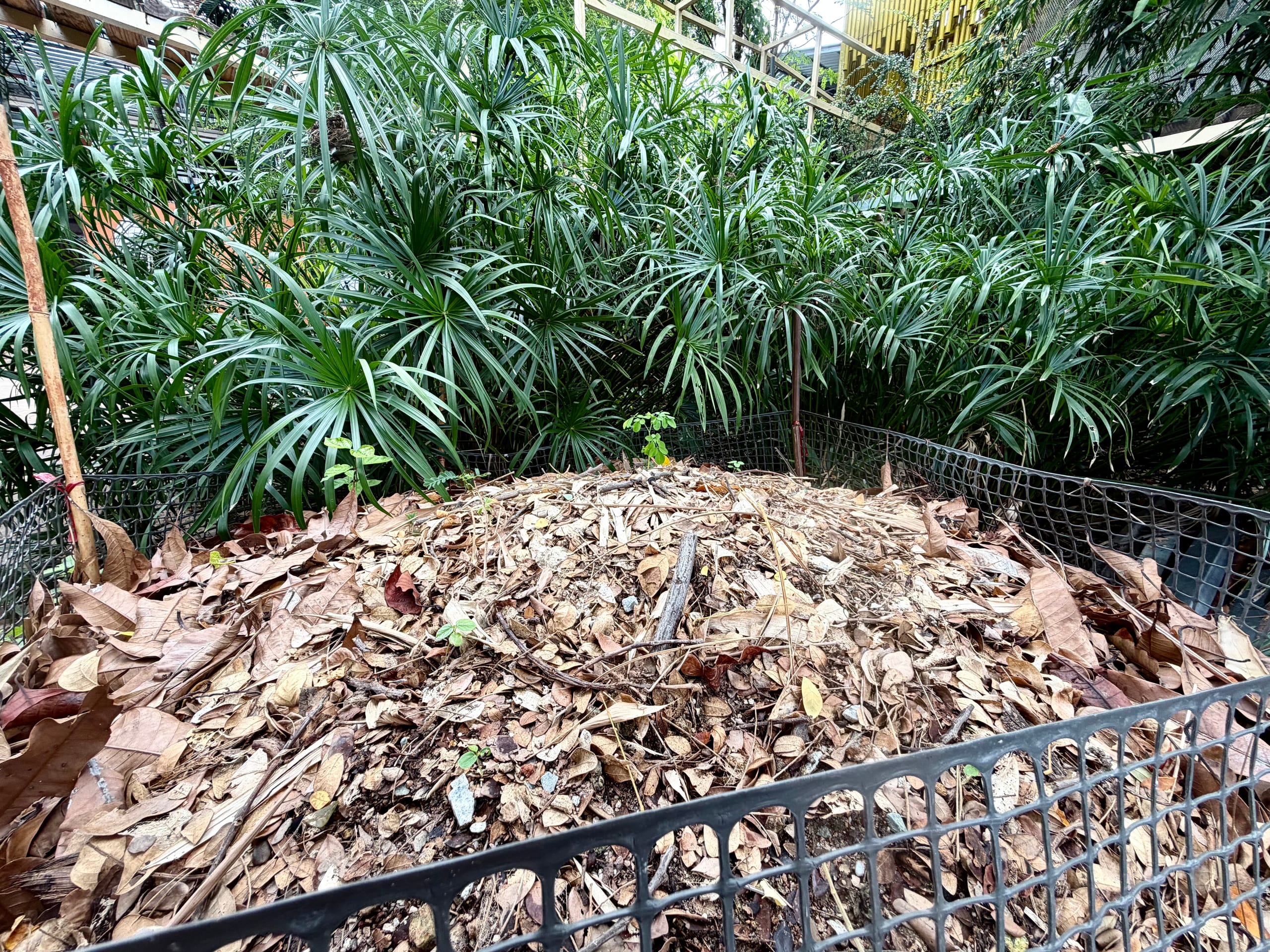 A mulched compost mound in a garden bed, enclosed by mesh fencing, with dense green foliage behind it