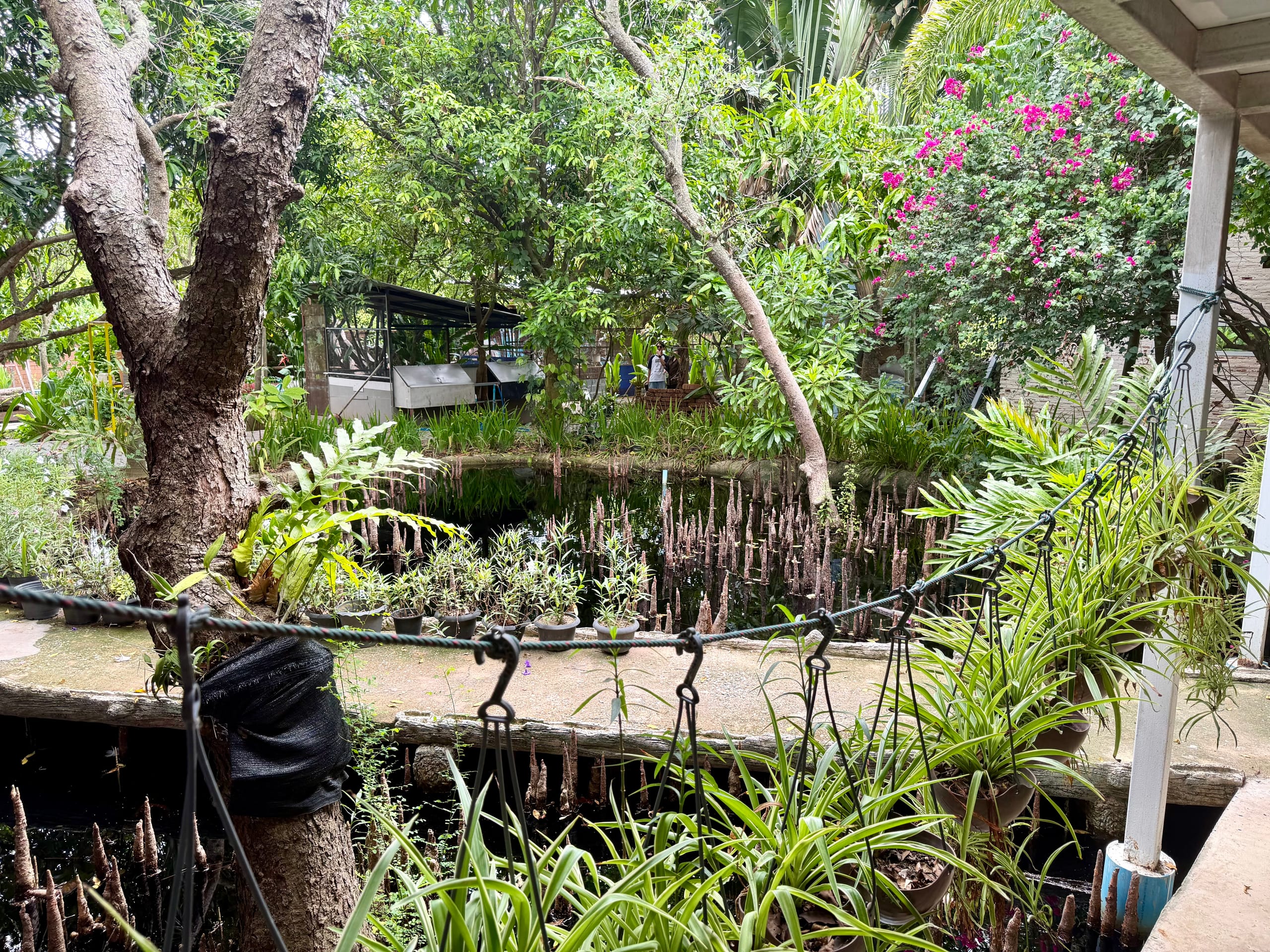 A koi and lotus pond ringed with root spikes and potted plants at Daruma