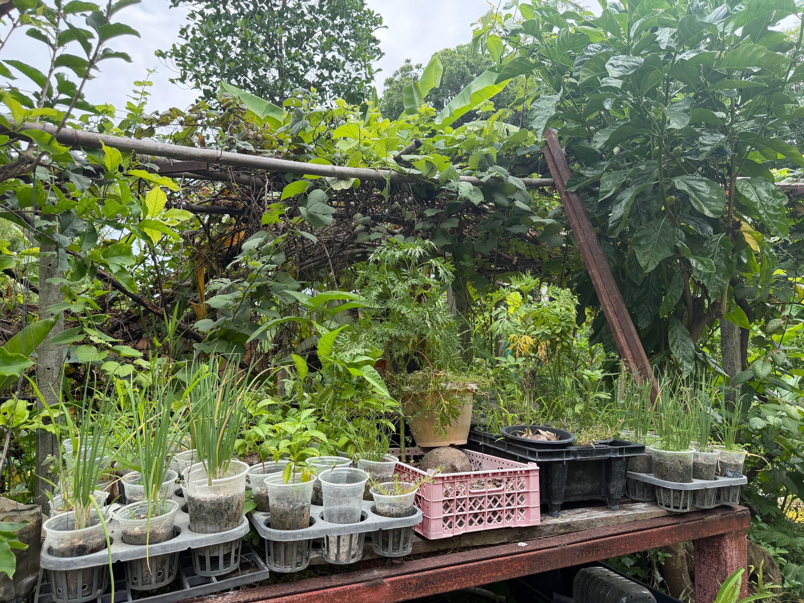 Seedlings in cups lined up on a potting bench under a vine-covered trellis