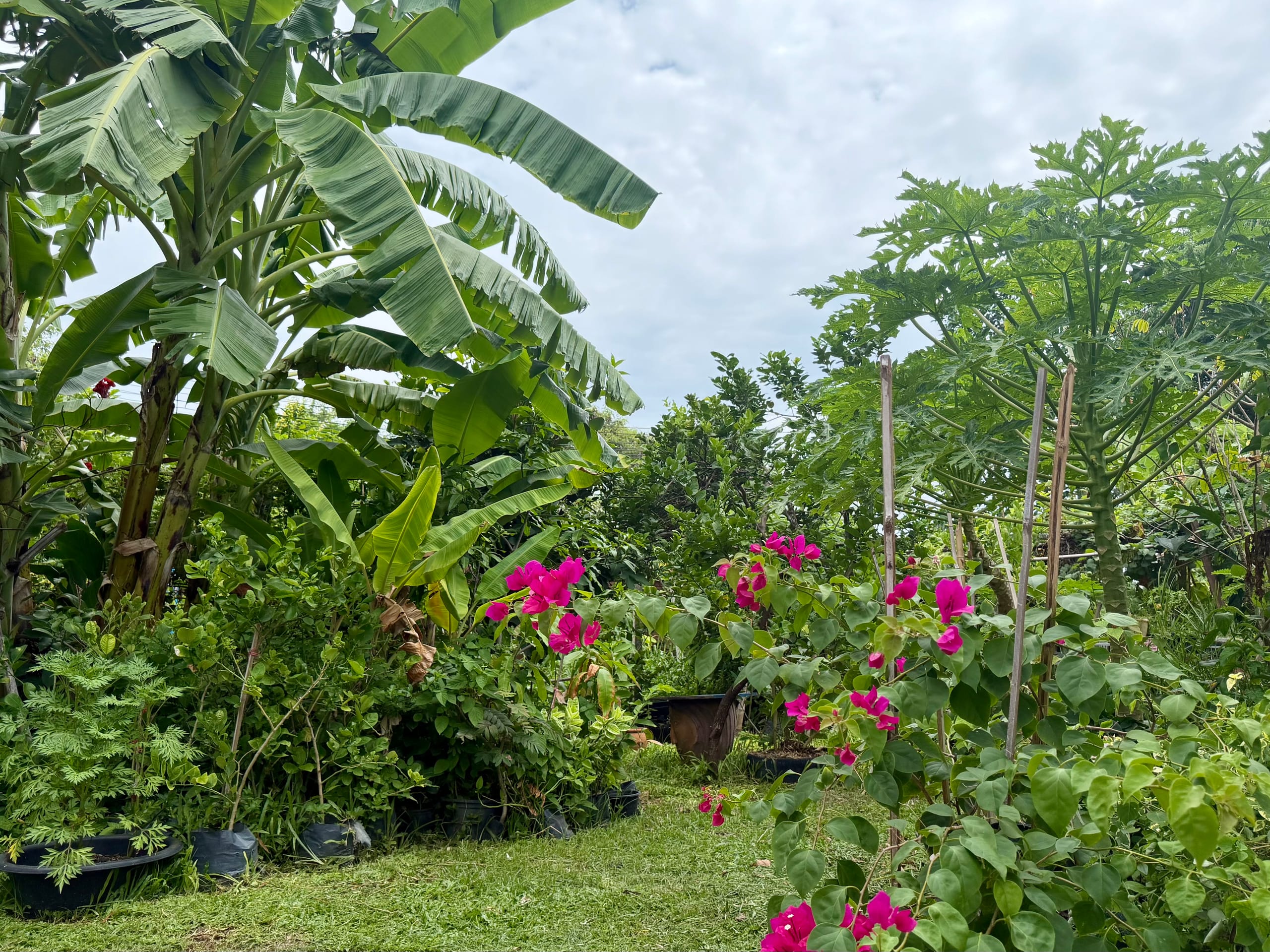 A garden pathway lined with banana and papaya plants at Daruma