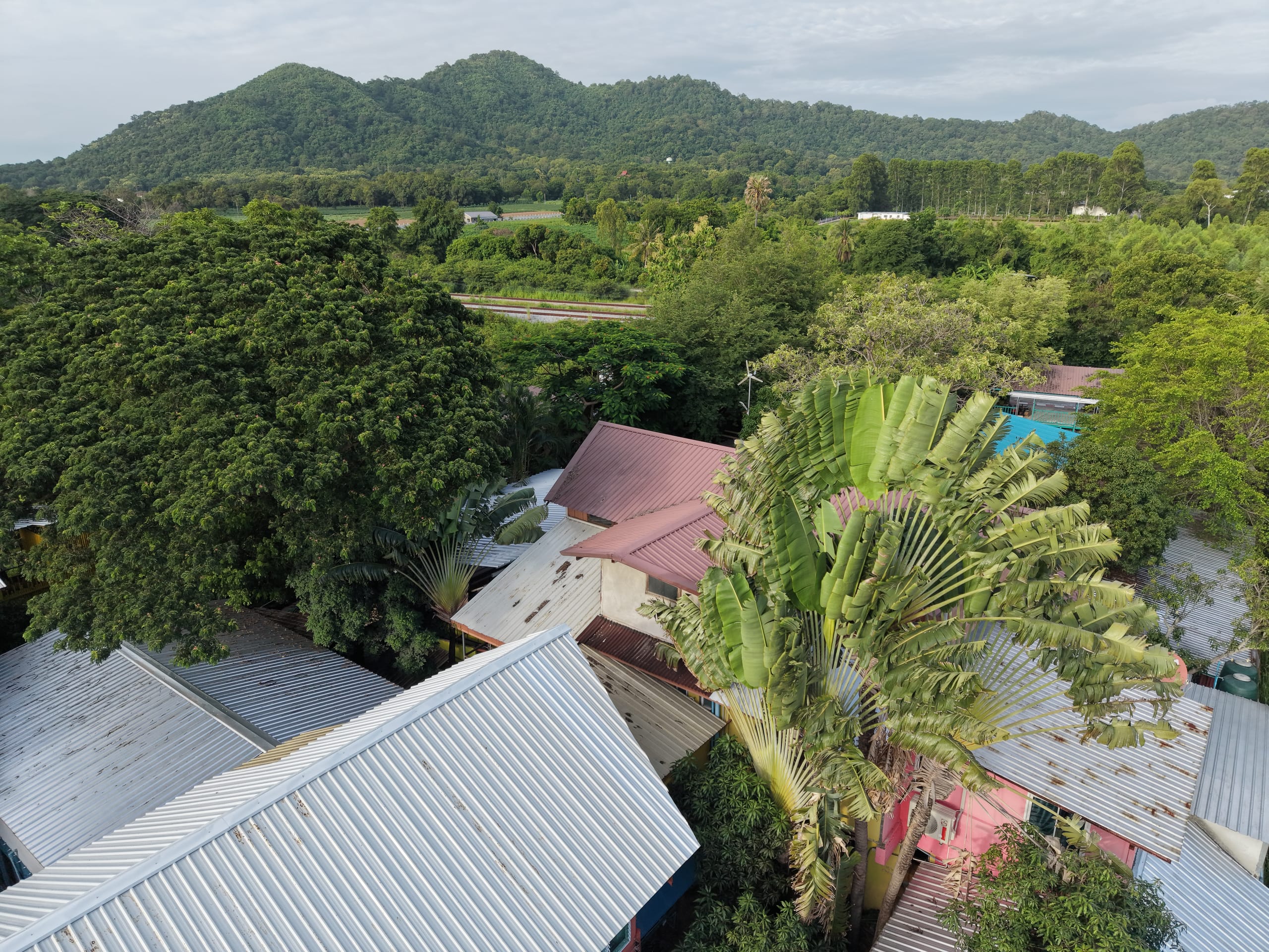 Aerial drone view over Daruma's rooftops and dense tropical trees, with forested hills on the horizon near Bang Phra