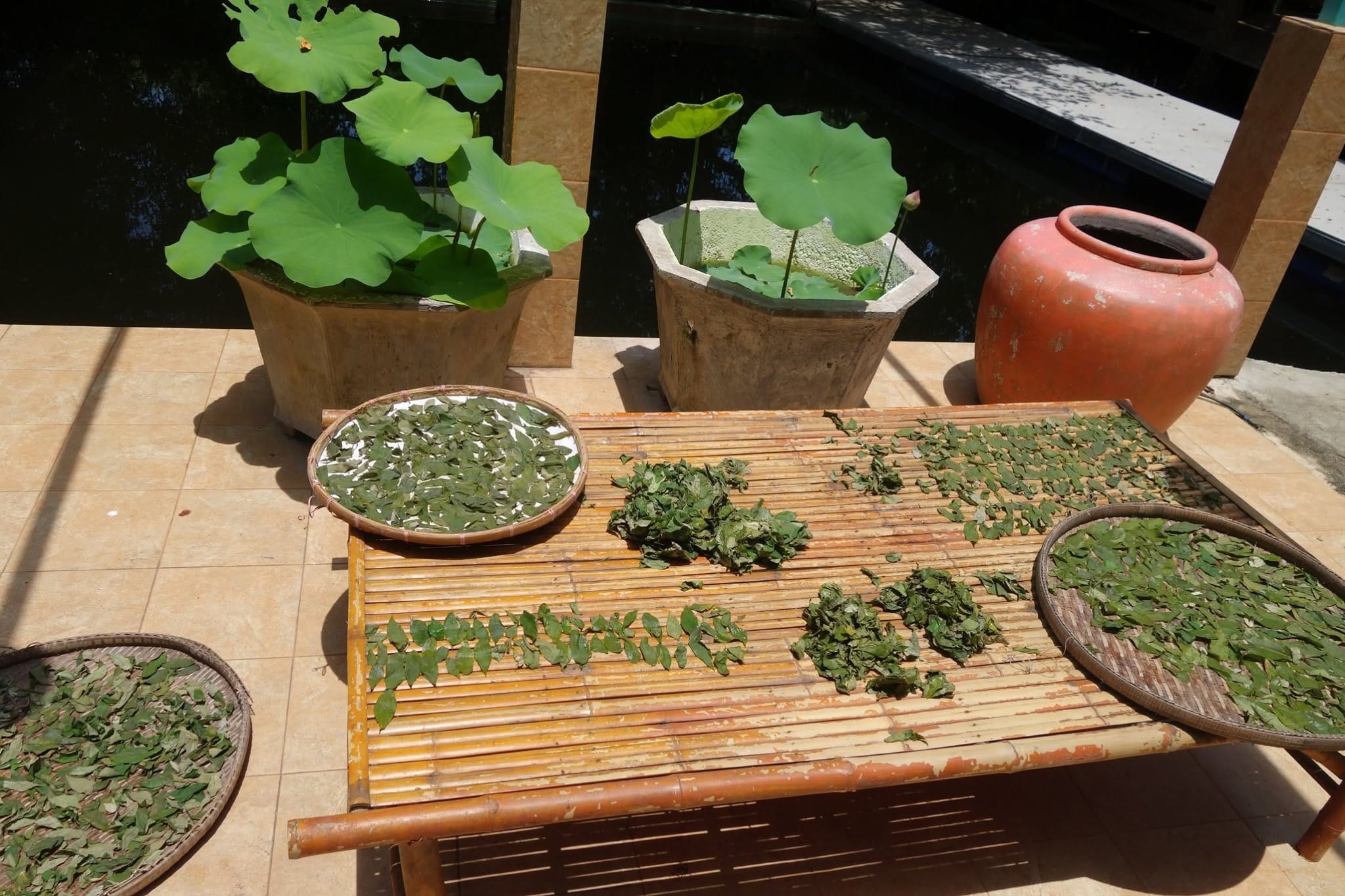 Potted lotus beside a pond with herbs drying on bamboo trays