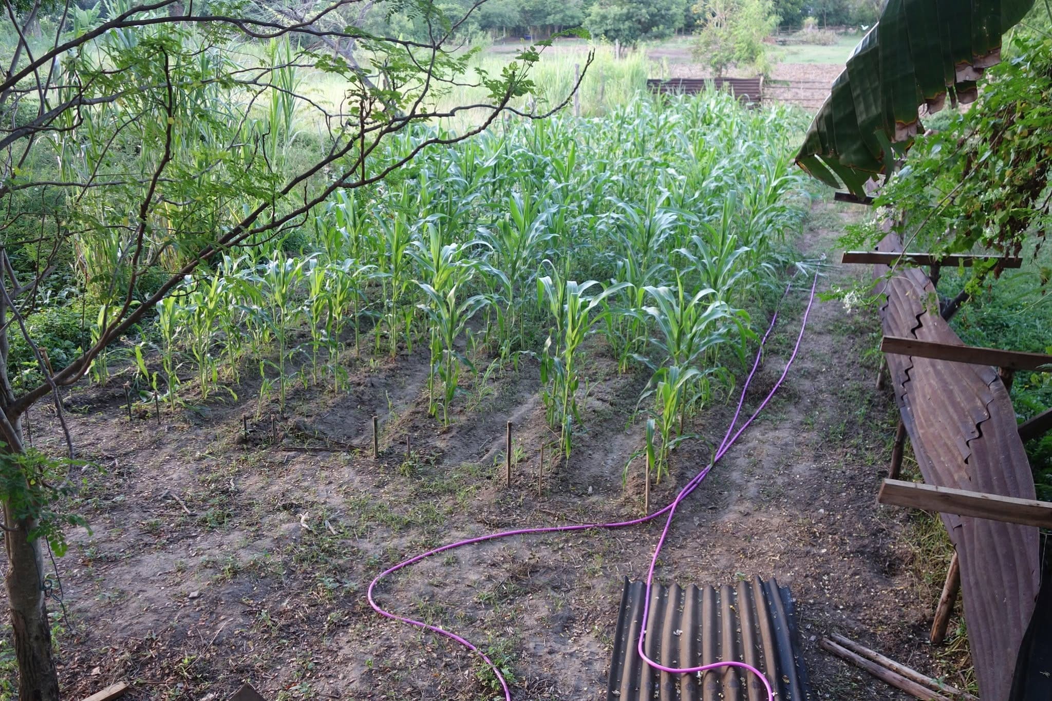 Rows of young corn interplanted in a garden bed with a purple irrigation hose, simultaneous diversity in practice at Daruma