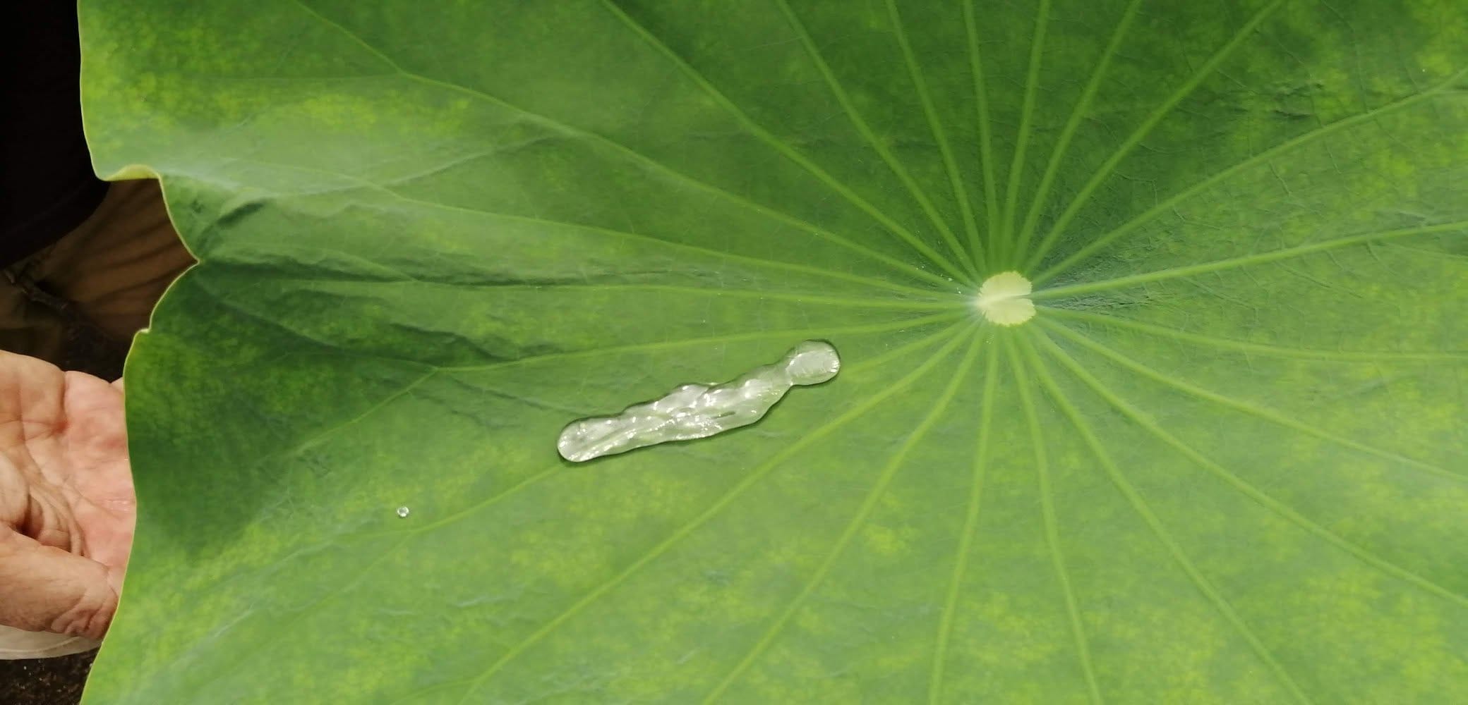 Water droplet resting on the veined surface of a lotus leaf at Daruma