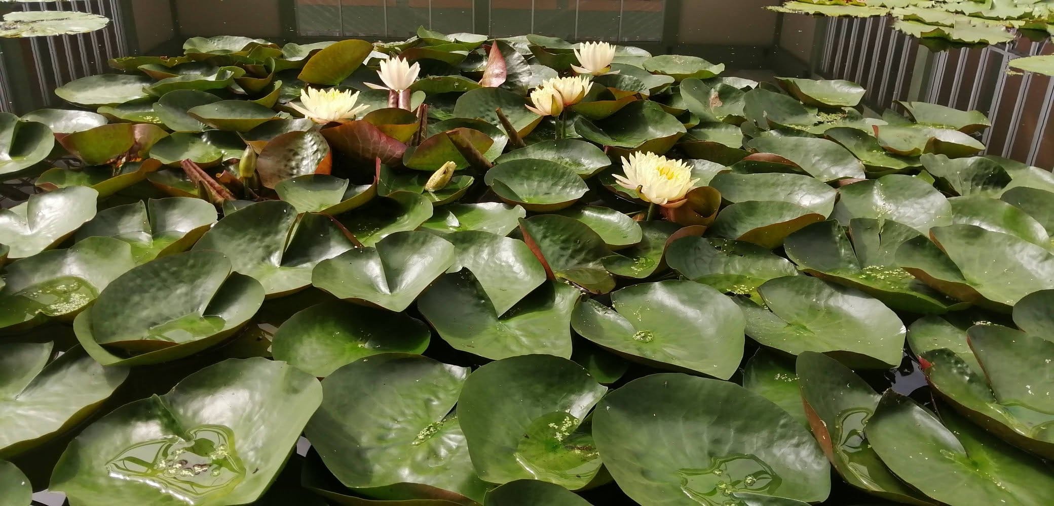 A pond thick with lily pads and pale yellow water lily blooms at Daruma