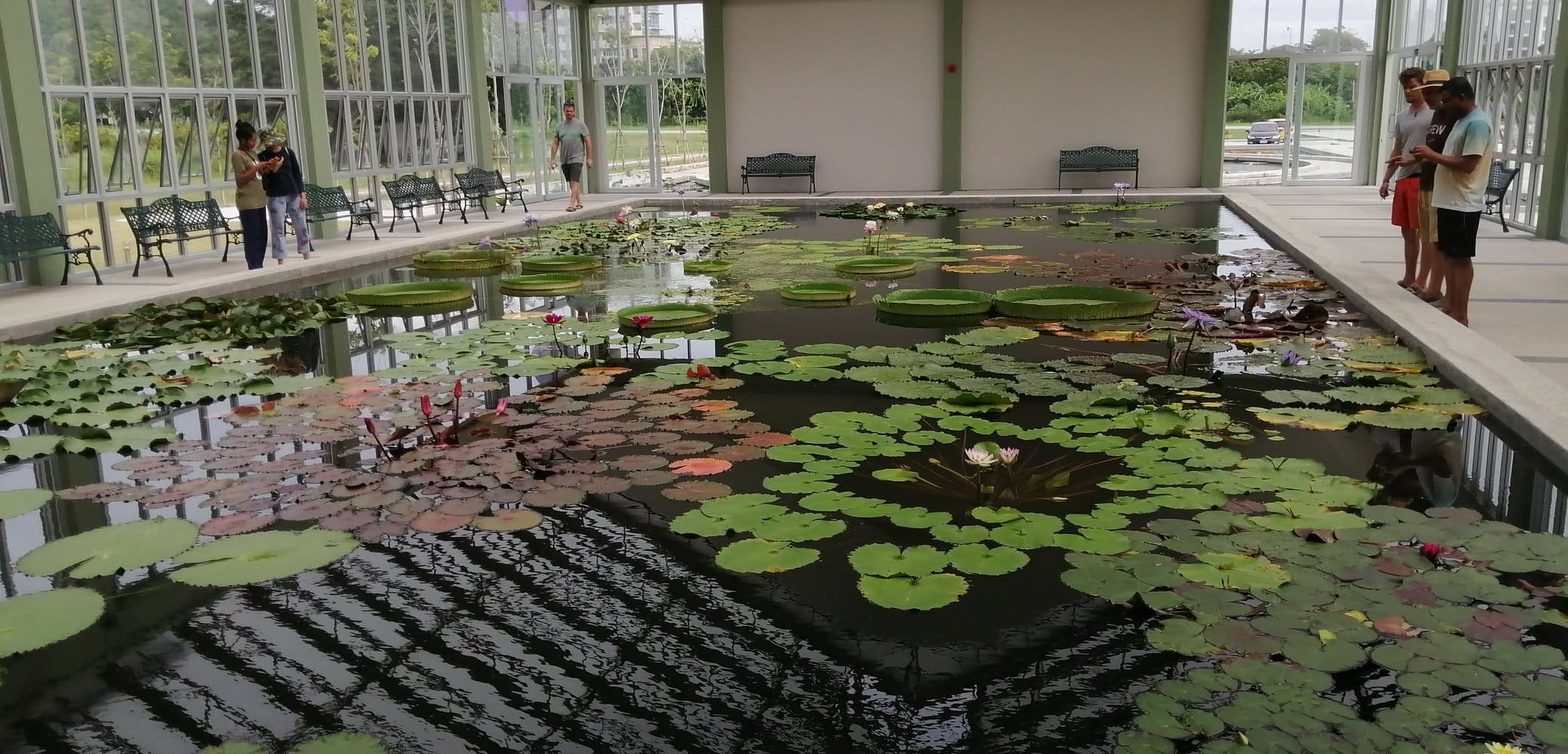 Visitors beside a glasshouse pond filled with water lilies and giant lily pads