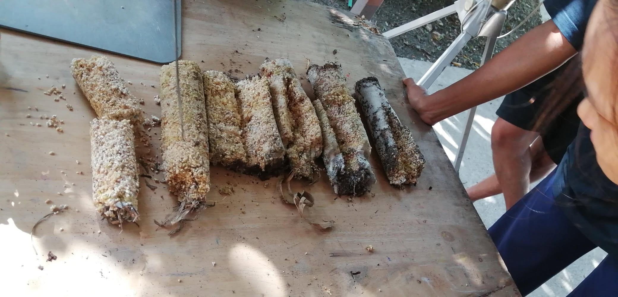 Six grain-coated mushroom log sections lined up on a wooden table, ready for the next stage of cultivation