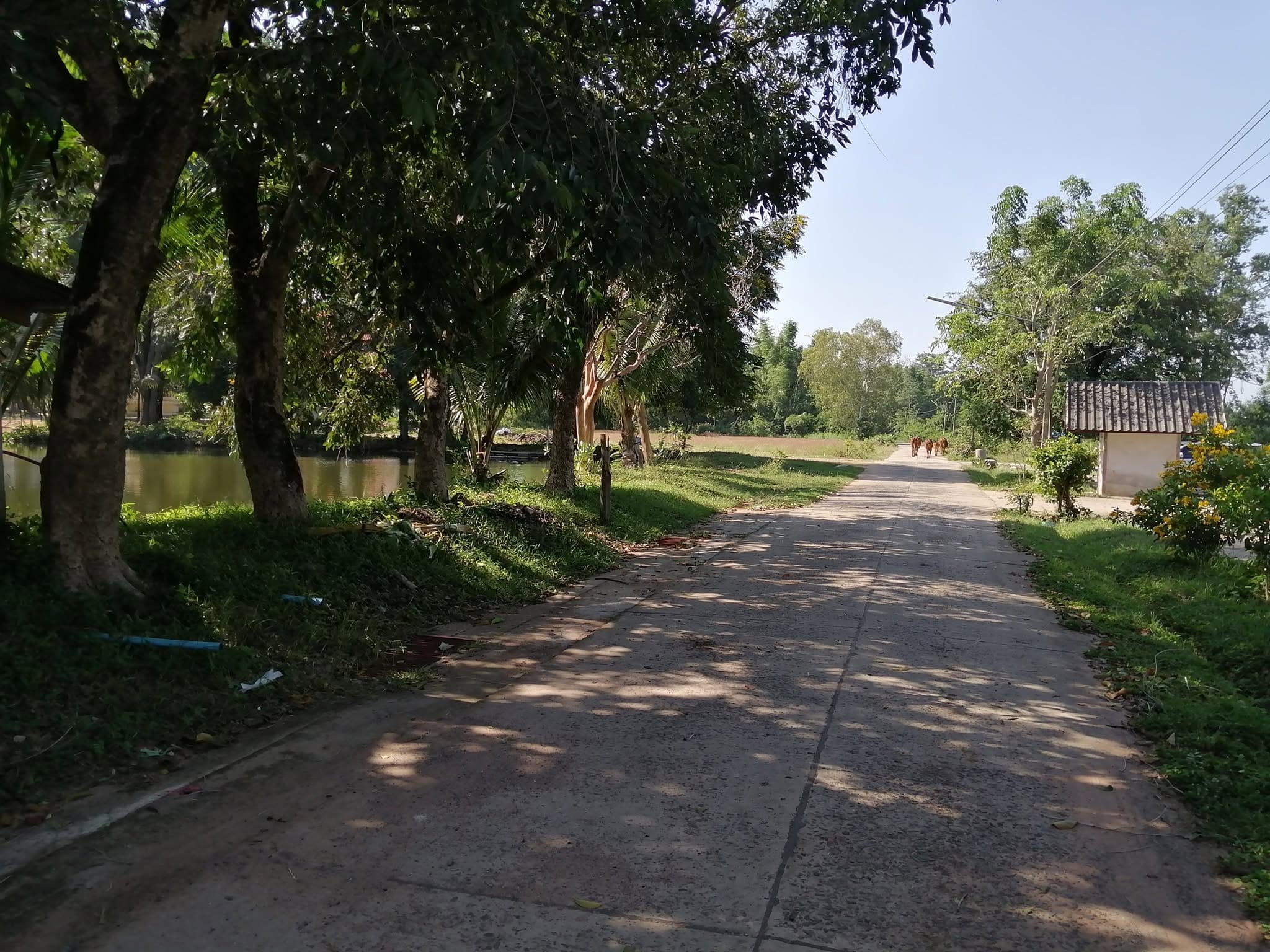 A shaded concrete path beside a fish pond at Daruma, with cattle grazing in the distance and a small roofed structure to one side