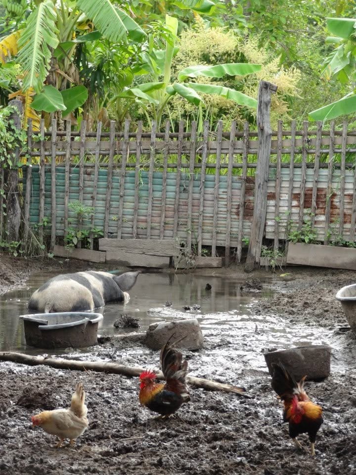A spotted pig wallowing in a muddy puddle while chickens forage nearby